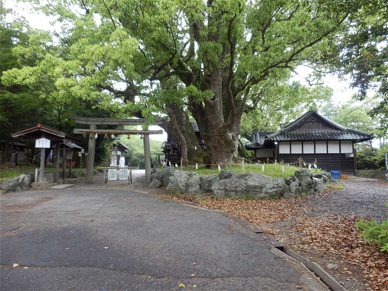 【5】駐車場から鳥居をくぐるか、又はその脇にある千年楠外周の参道から境内に入る。 藤白神社-5.jpg